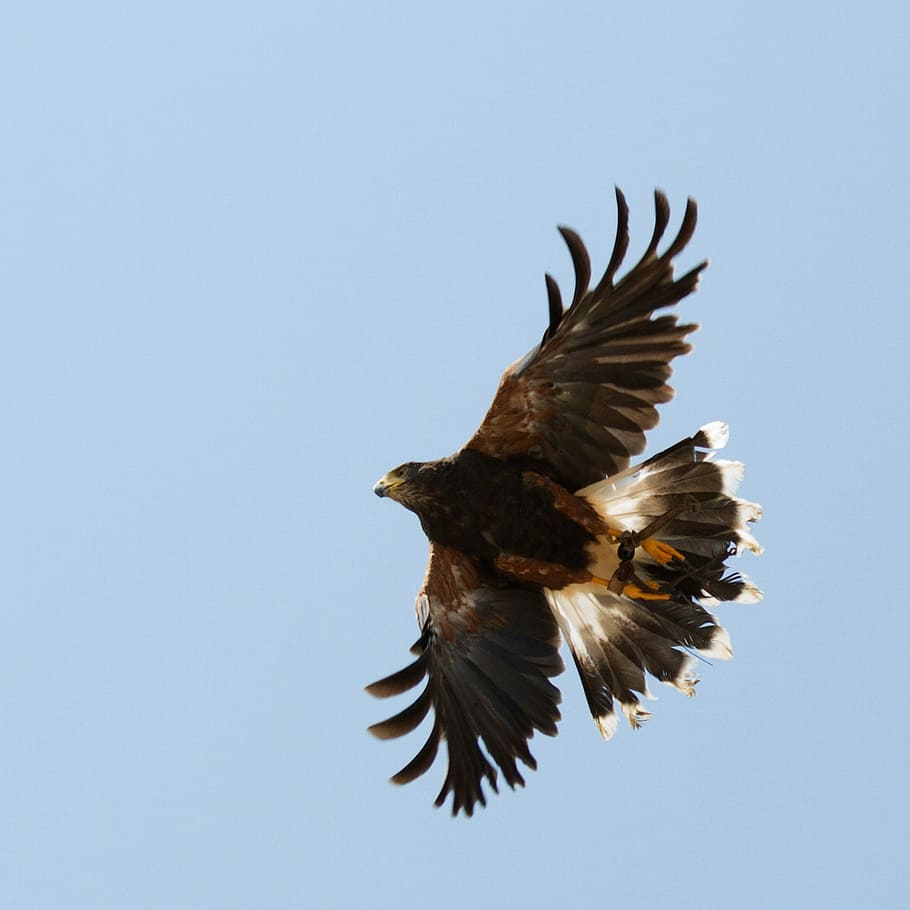 Falco, Freedom, Flight, Nature, sky, bird, ali, fly, animals HD wallpaper