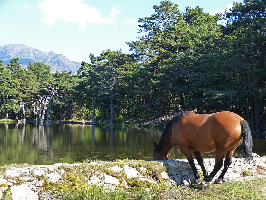 Horse, Watering, Water Trough, watering is, bassa d'oles, val d'aran, HD wallpaper