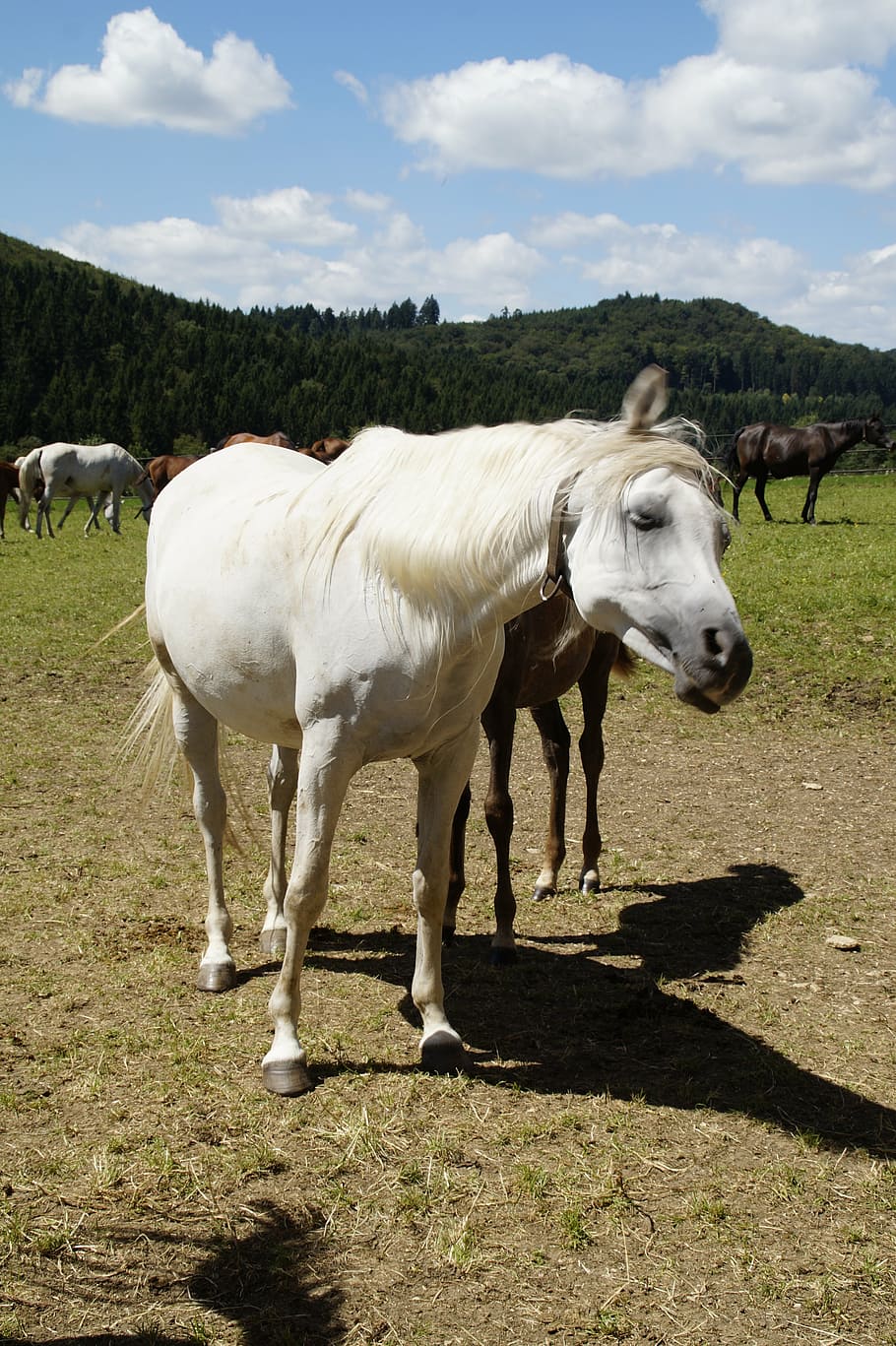 mare, mold, arabs, horse, thoroughbred arabian, pasture, horse head HD wallpaper
