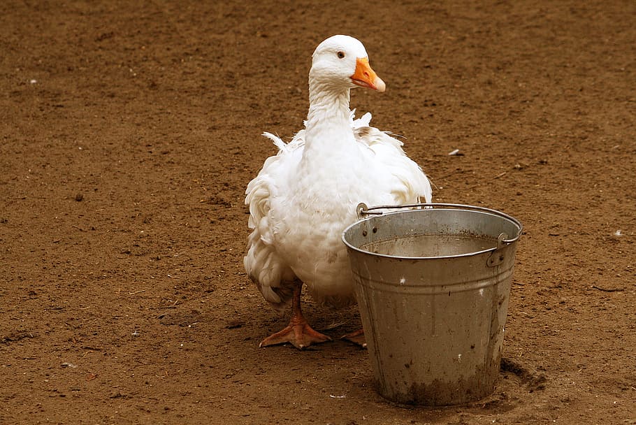white duck behind gray steel bucket, nature, backyard, bird HD wallpaper