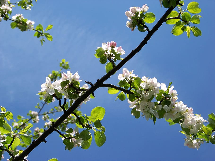 Flower, sky, april, tree, blossom, growth, nature, branch, plant HD wallpaper