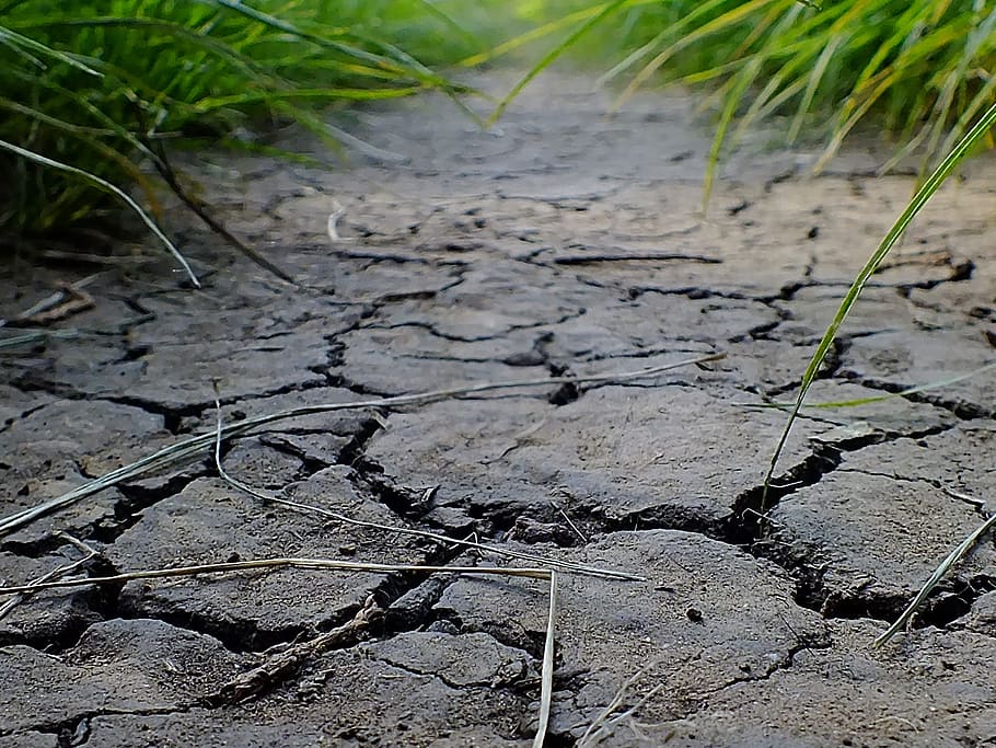 selective focus photography of dried soil, path, grass, green HD wallpaper