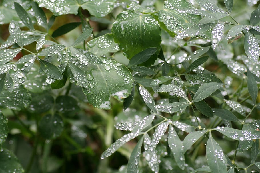 rain, leaves, nature, drop, leaf, freshness, dew, plant, green Color HD wallpaper