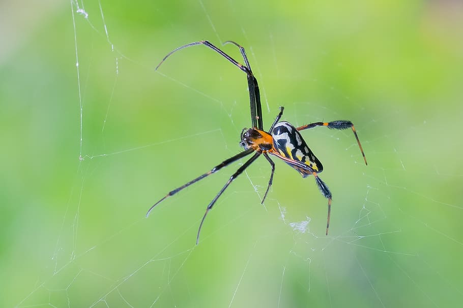 animal, spider, nature, netting, close-up, material, invertebrate HD wallpaper