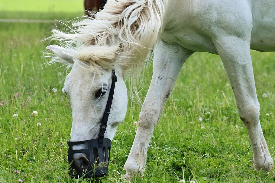 mold, horses, romp, wild, play, pasture, animal, coupling, grazing HD wallpaper