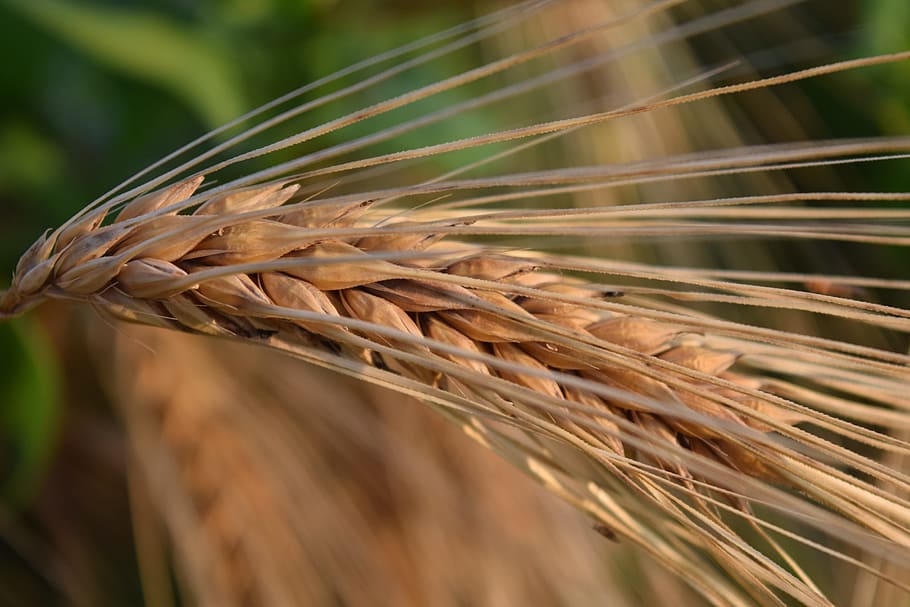 Beautiful Green Wheat Barley with Farmer Hand on Back Wallpaper Background  Stock Photo - Image of farm, natural: 174018688