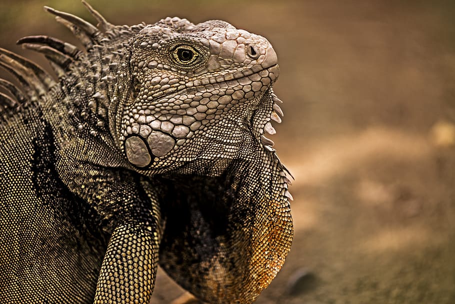 Iguana, Reptile, Lizard, animal wildlife, animals in the wild HD wallpaper