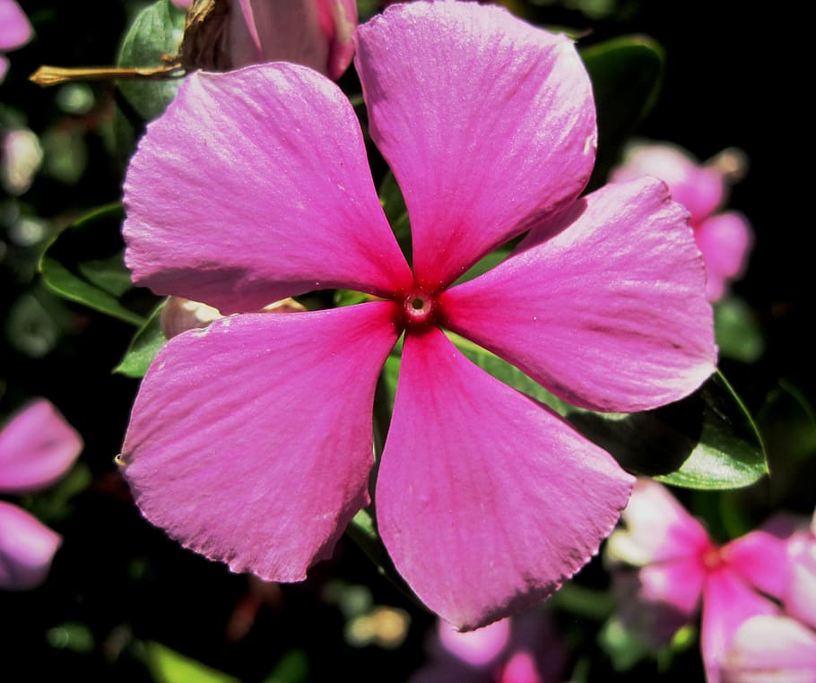 periwinkle, pink, 5 petals, simple, pretty, pungent plant, flower