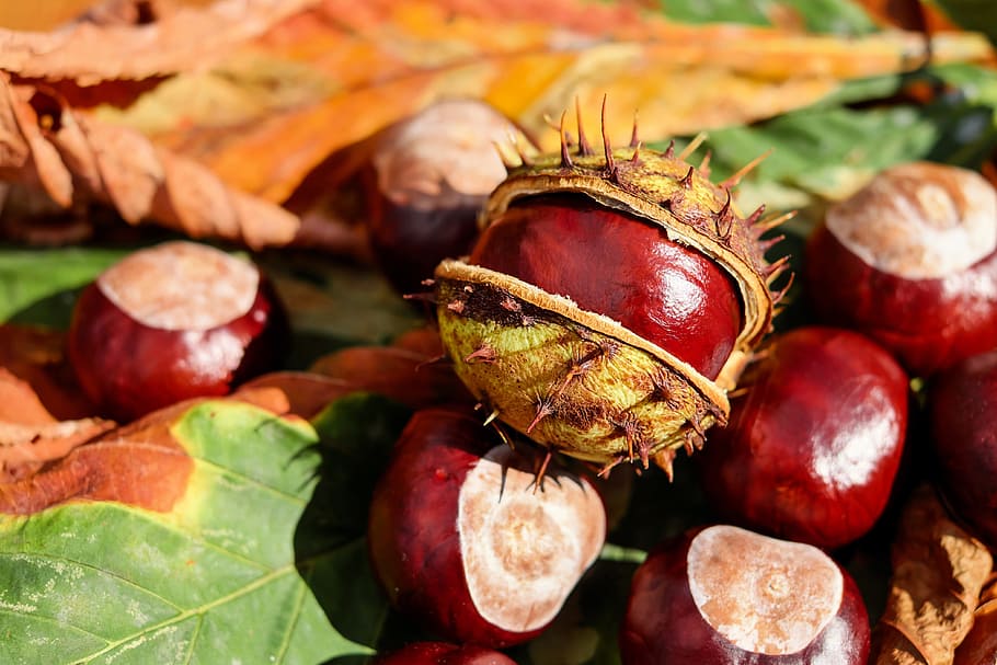 pile of red fruit, chestnut, buckeye, open, shiny, autumn, food and drink HD wallpaper