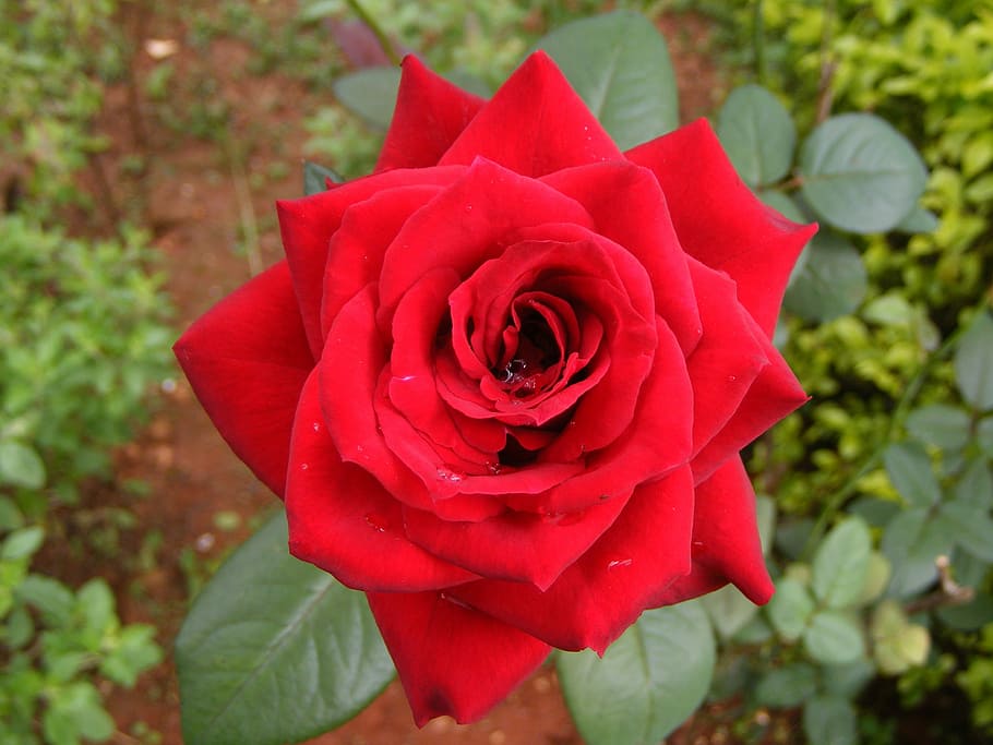 Rose, Red, Blossom, flower, rose - flower, petal, nature, flower head HD wallpaper