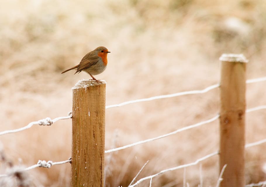 brown bird on fence, winter, robin, christmas, red, wildlife HD wallpaper