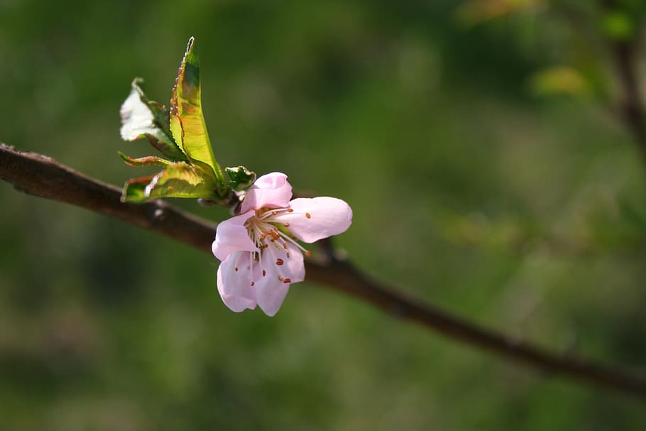 spring, flowers, tree, plant, flowering plant, beauty in nature HD wallpaper