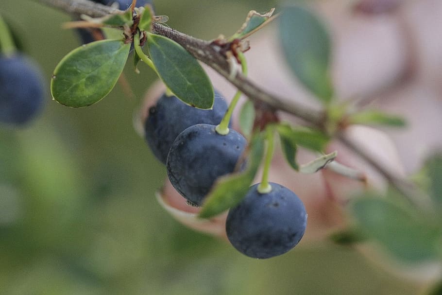 fruit, nature, food, leaf, healthy eating, food and drink, plant HD wallpaper
