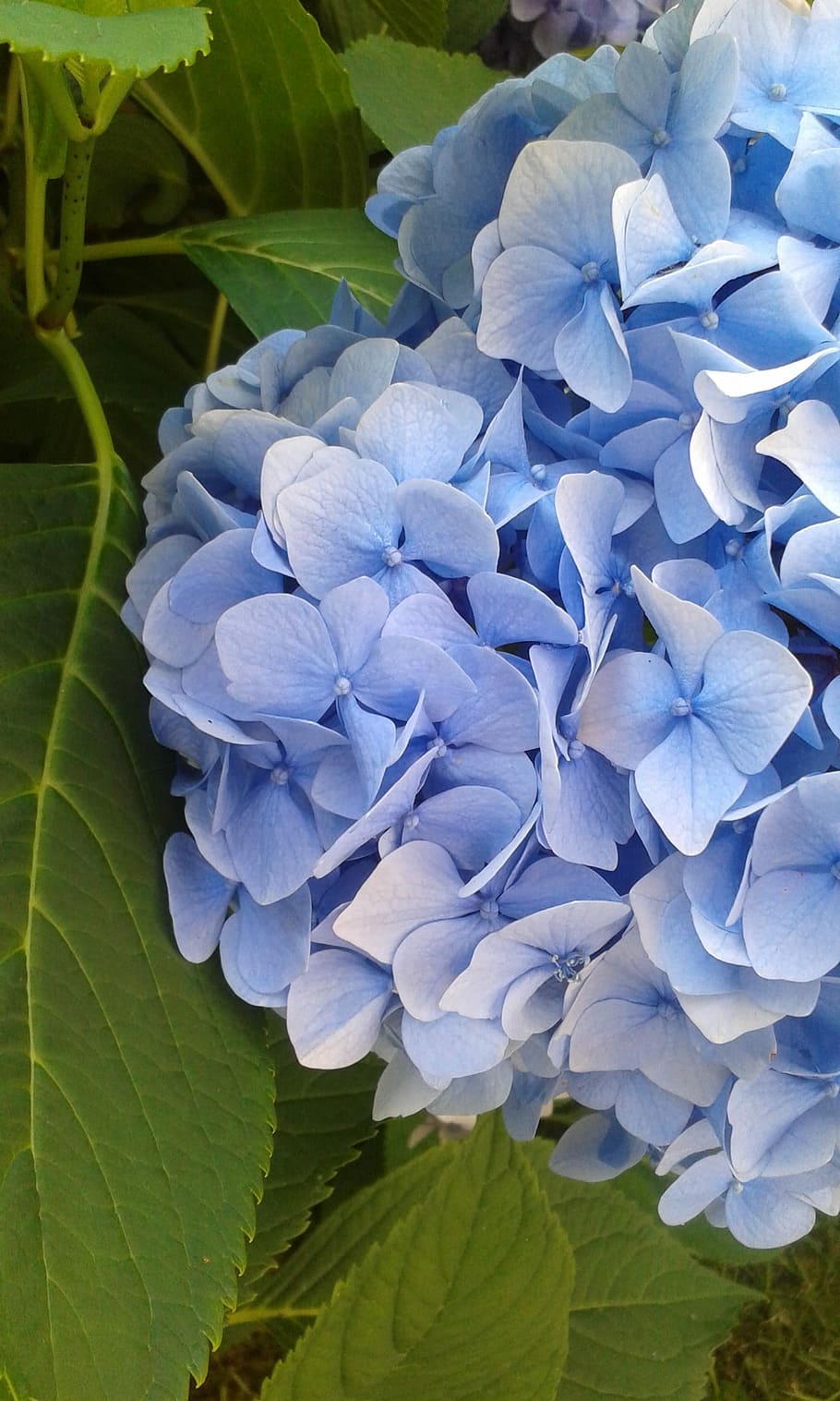 Hd Wallpaper: Blue, Green, Flower, Sheet, Hydrangea, Nature, Beauty In 