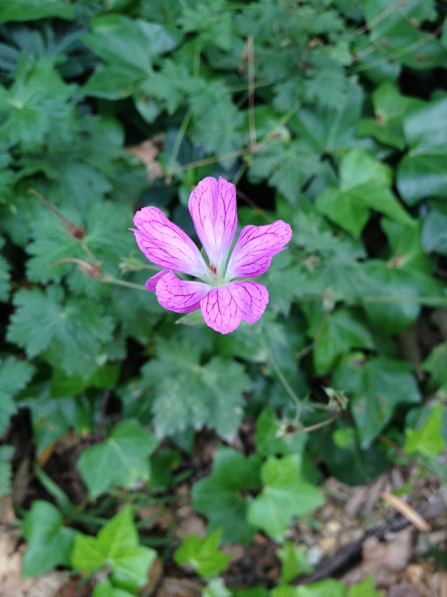 flower, bloom, botanical, flora, natural, fresh, pink, petal HD wallpaper