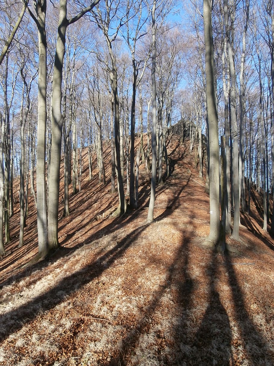 forest, light, nature, shadow, tree, plant, land, tranquility HD wallpaper