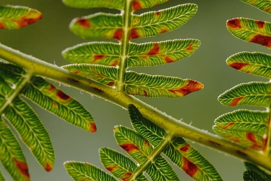 Fern, Leaf, Leaves, Branch, Nature, forest, green color, plant HD wallpaper