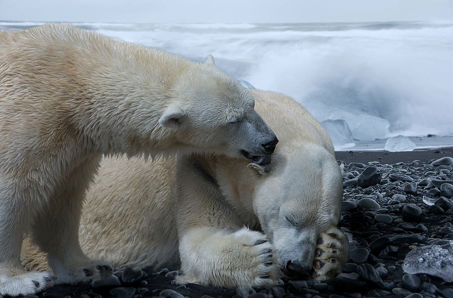 two white polar bears near melting ice, composing, wastes, animal HD wallpaper