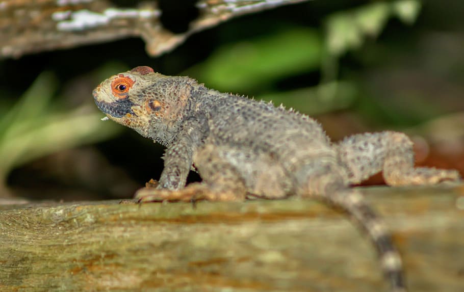insect, macro, detail, animal themes, animal wildlife, lizard HD wallpaper