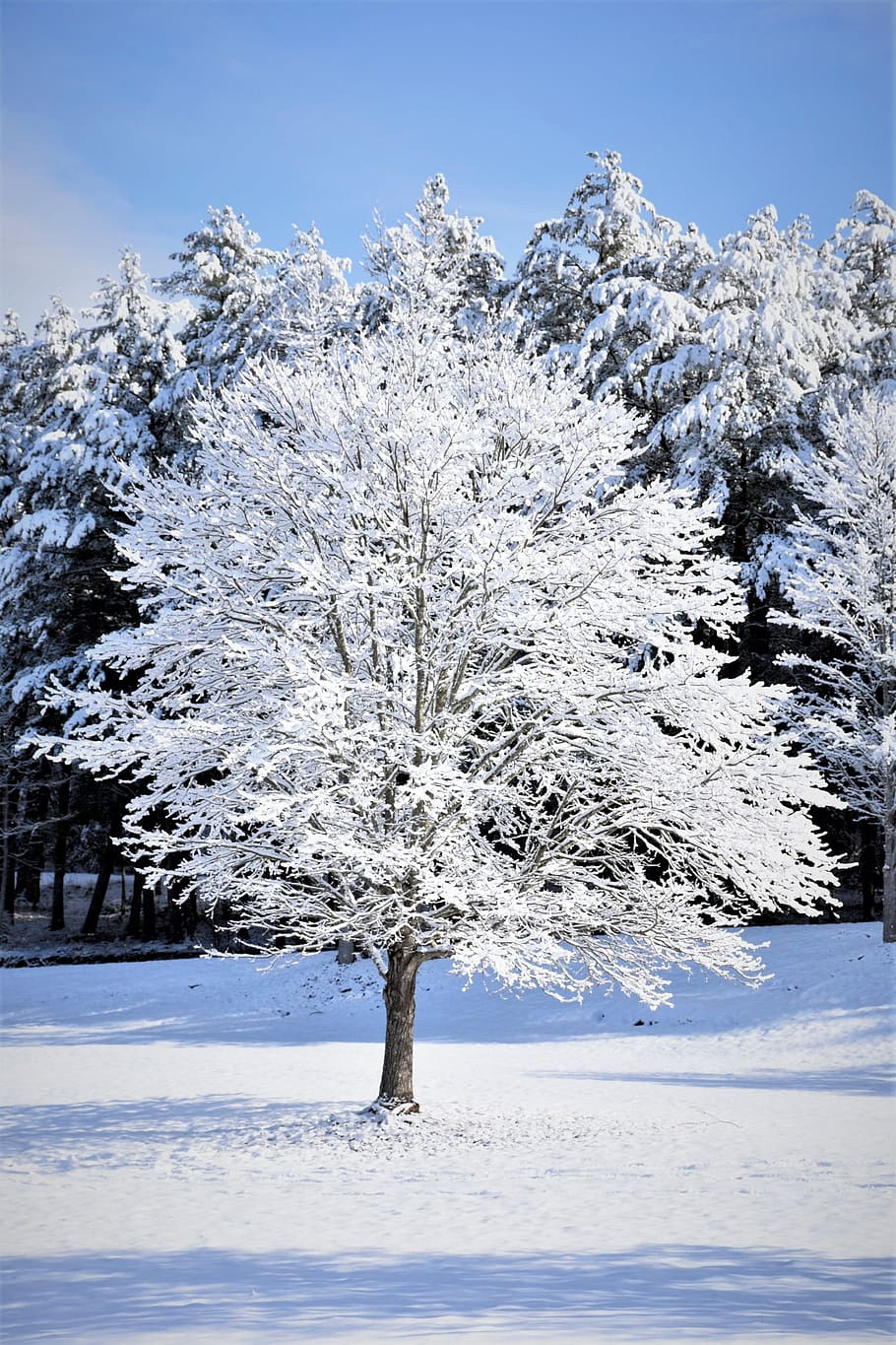 Snow, Winter Trees, Christmas, december, snowfall, frozen, nature HD wallpaper