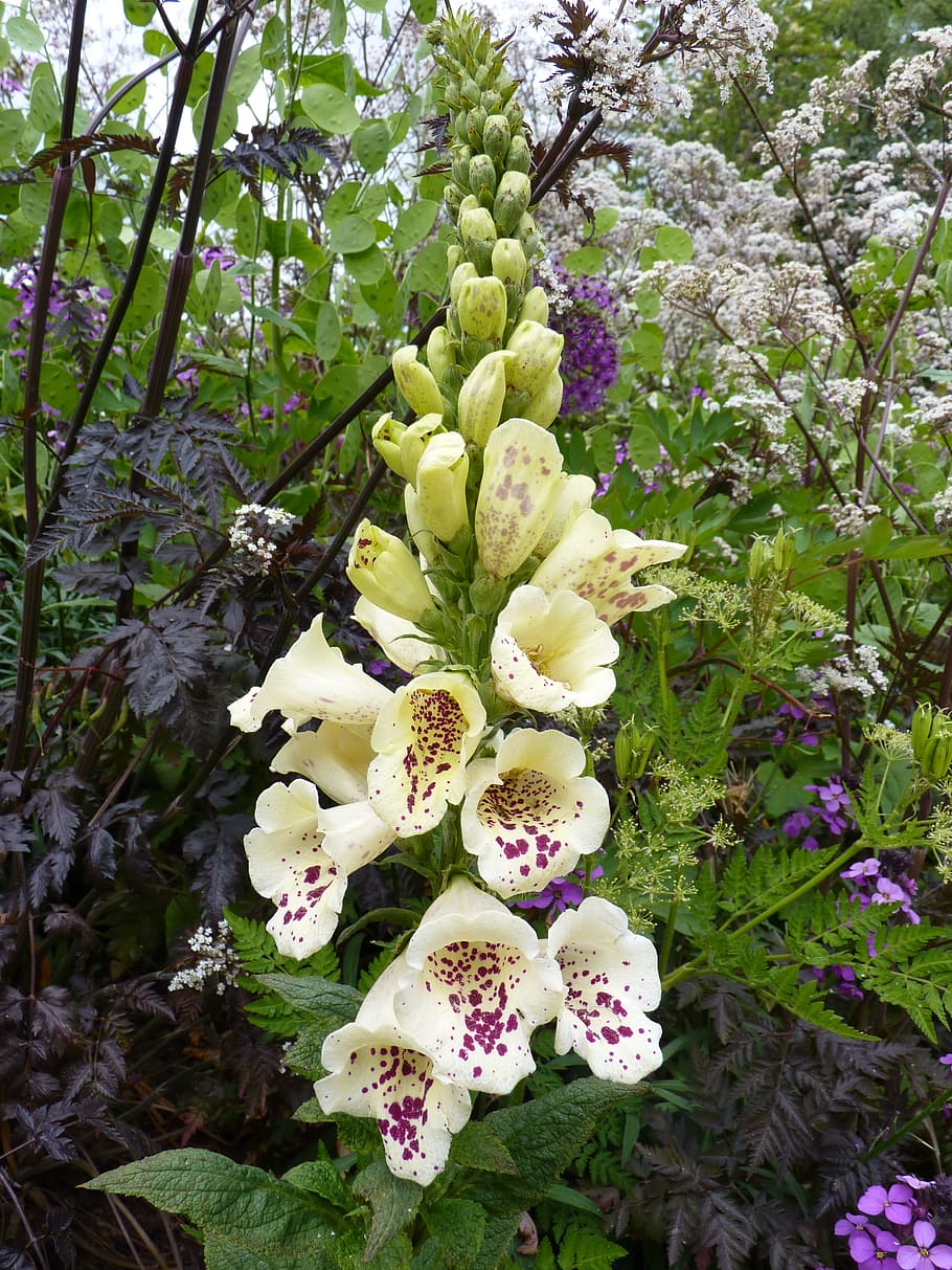Thimble, Yellow, White, Spotted, digitalis lutea, flowers, bell HD wallpaper