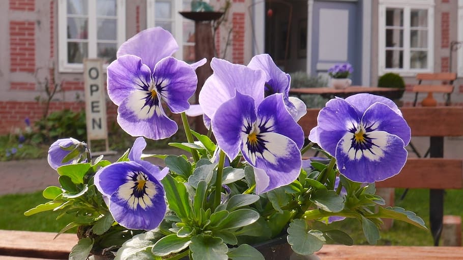 Spring, Purple, Flowers, Nature, Pansy, violet, purple flower HD wallpaper