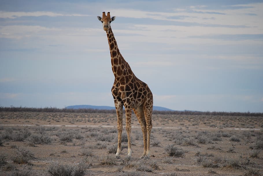 brown and beige giraffe standing on green grass at daytime HD wallpaper