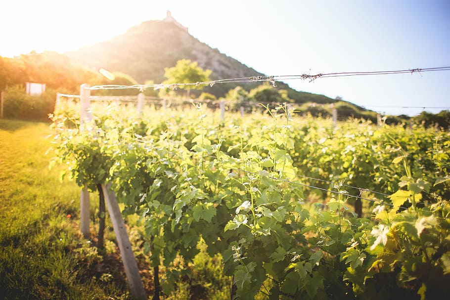 Sunny Vineyard in Summer, czech, grapevine, growing, hills, moravia, HD wallpaper