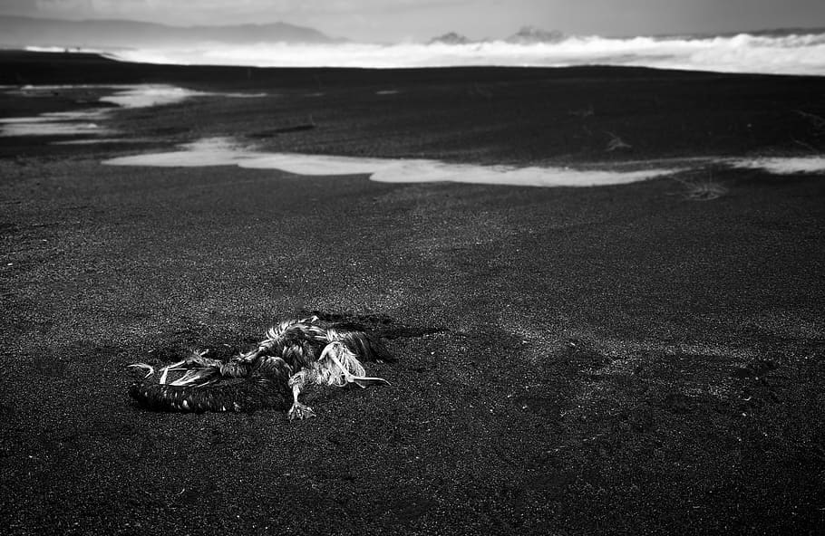 death, bird, birds, fly, sea, black and white, land, beach HD wallpaper