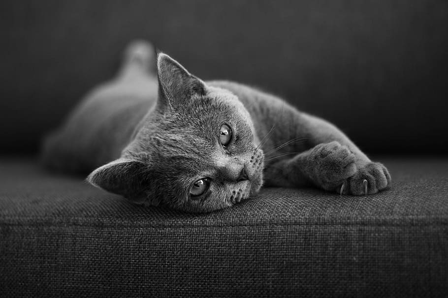 cat lying on cushion, cat lying on pad, sofa, black and white
