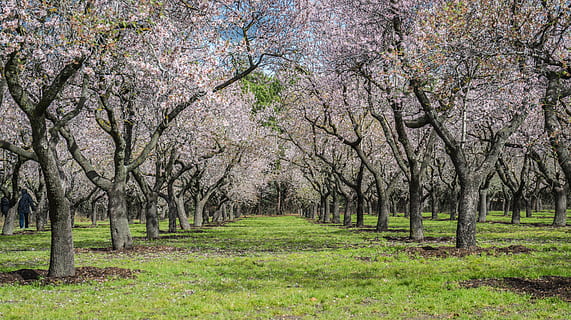 gray trees on grass field, almond tree, spring, park, flower HD wallpaper