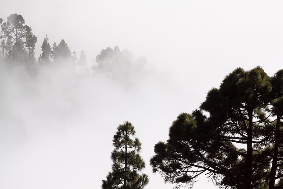 high-angle photo of green leafed tree, fog, outlines, pine HD wallpaper