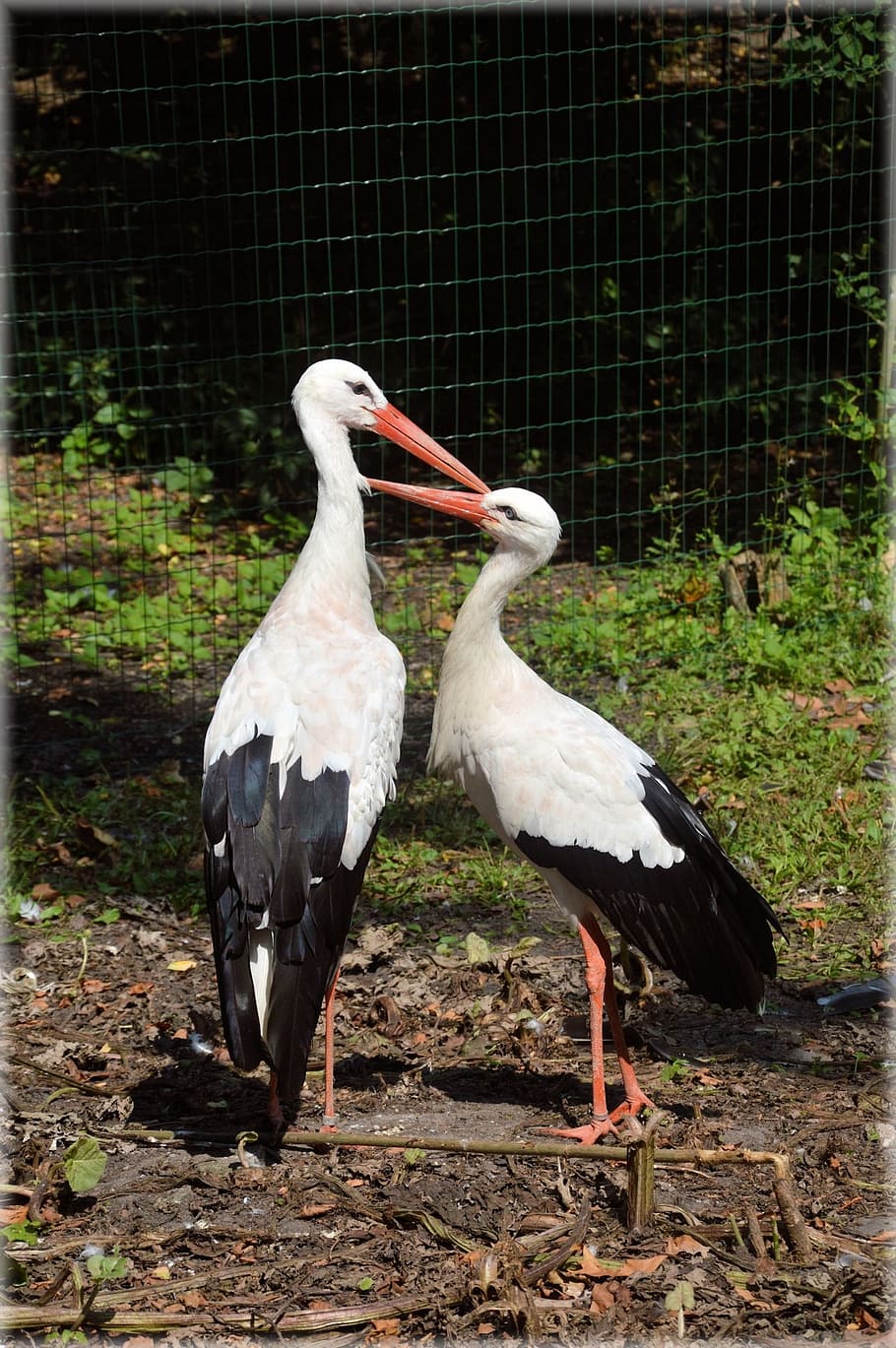 stork, water, bird, fly, wings, feather, wildlife, beak, dom HD wallpaper