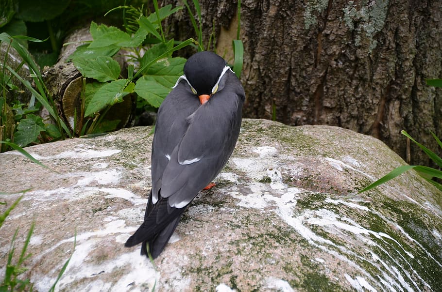 inca tern, larosterna inca, bird, animal, nature, wildlife HD wallpaper