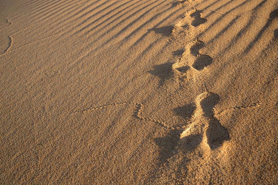 rabbit, tracks, sand, dune, footprint, hare, paw, wildlife HD wallpaper
