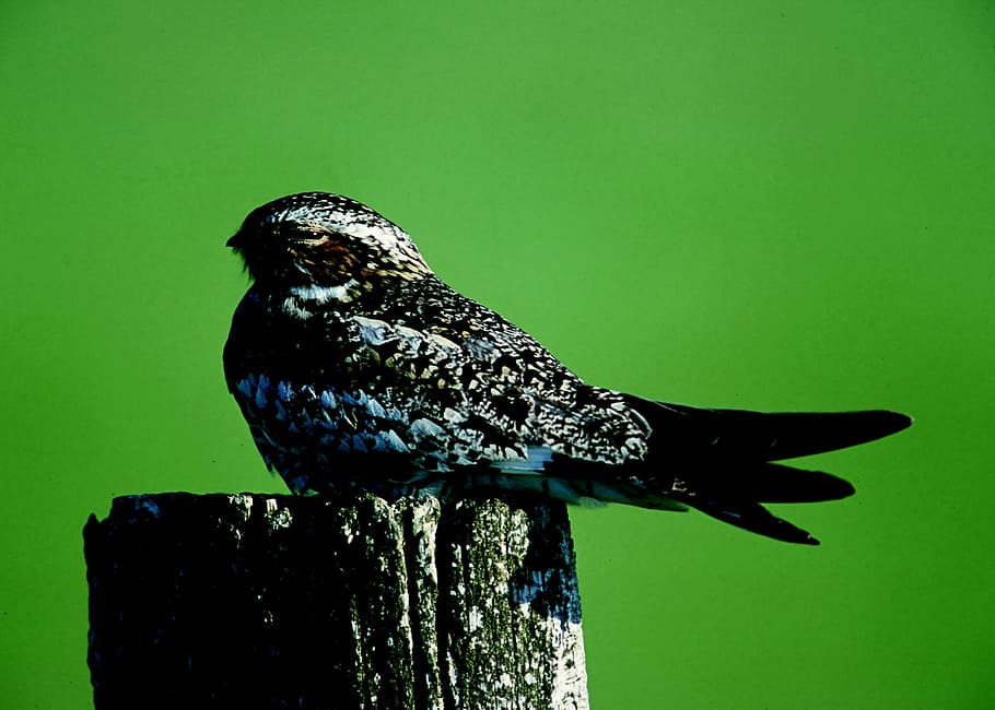 Night Hawk, Post, Bird, perched, predator, wildlife, nature HD wallpaper