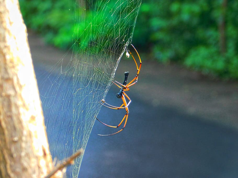 spider, web, road, spider web, close-up, focus on foreground HD wallpaper