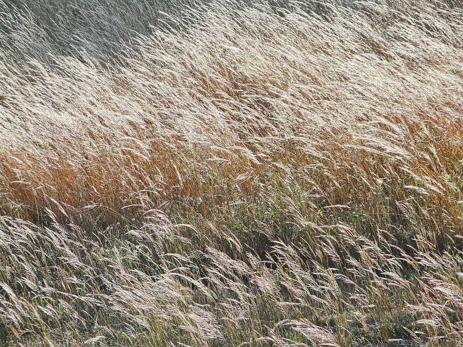 herb, brown, field, sol, wind, nature, light, summer, day, dry HD wallpaper