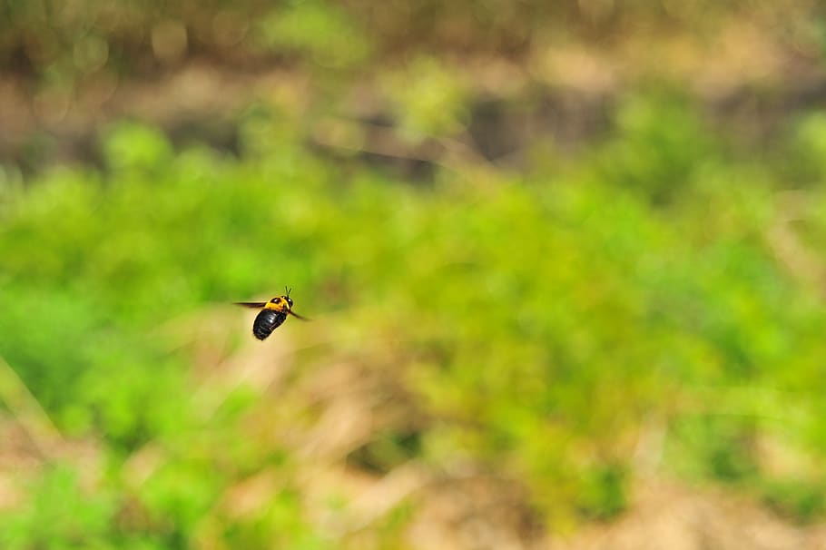 bee, fly, spring, animal themes, one animal, invertebrate, animals in the wild HD wallpaper