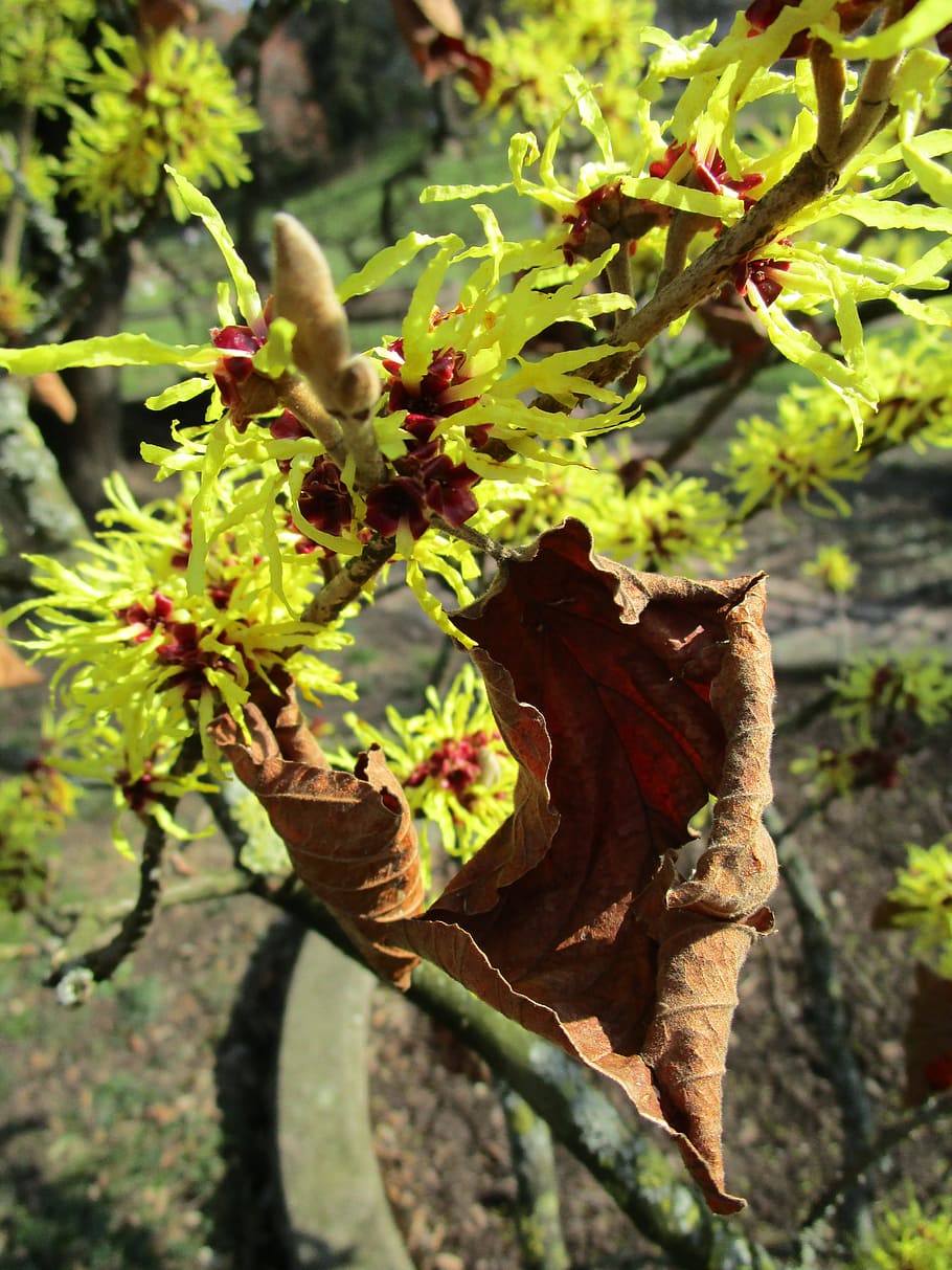 selective focus photography of brown leafed plant, witch hazel HD wallpaper