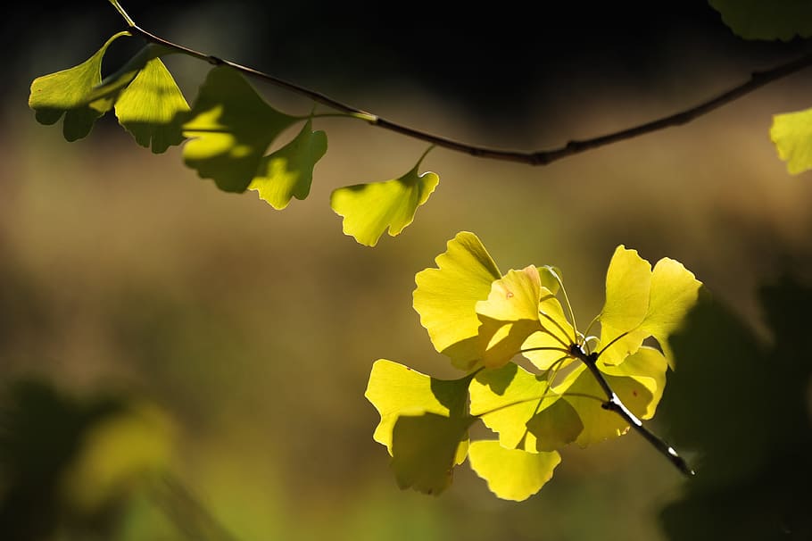 gingko tree, solar light, hinata, plant, leaf, plant part, yellow HD wallpaper
