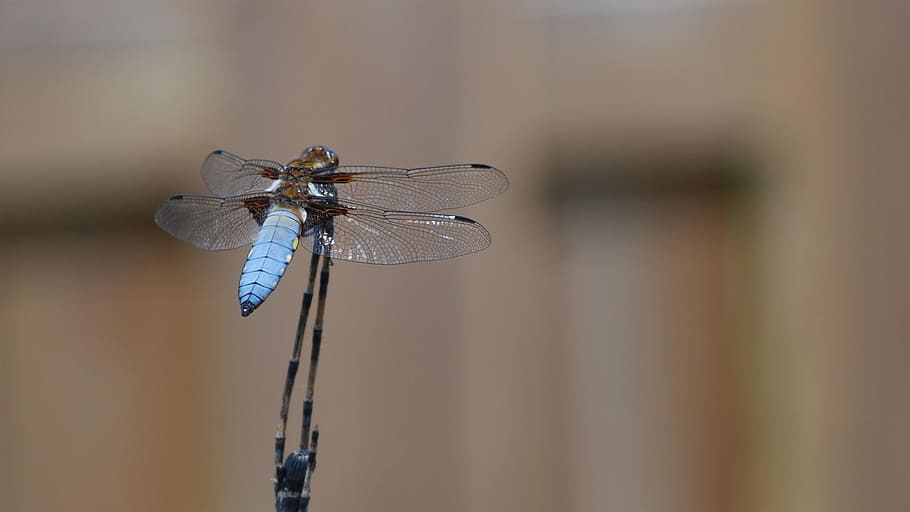 dragonfly, insects, nature, invertebrate, animal wing, animal themes HD wallpaper