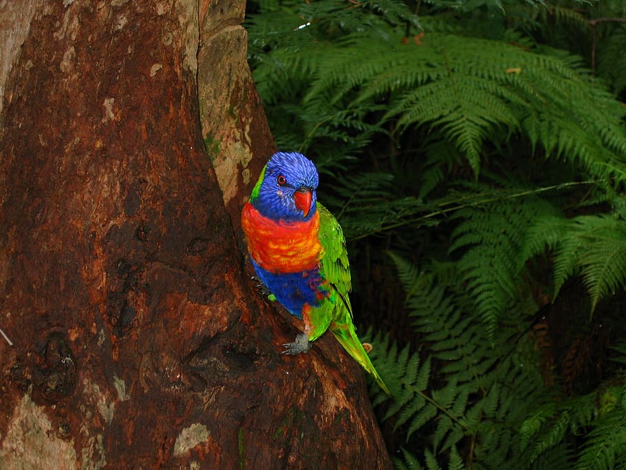 blue and orange bird perching on tree, Lorikeet, Australia, Colorful