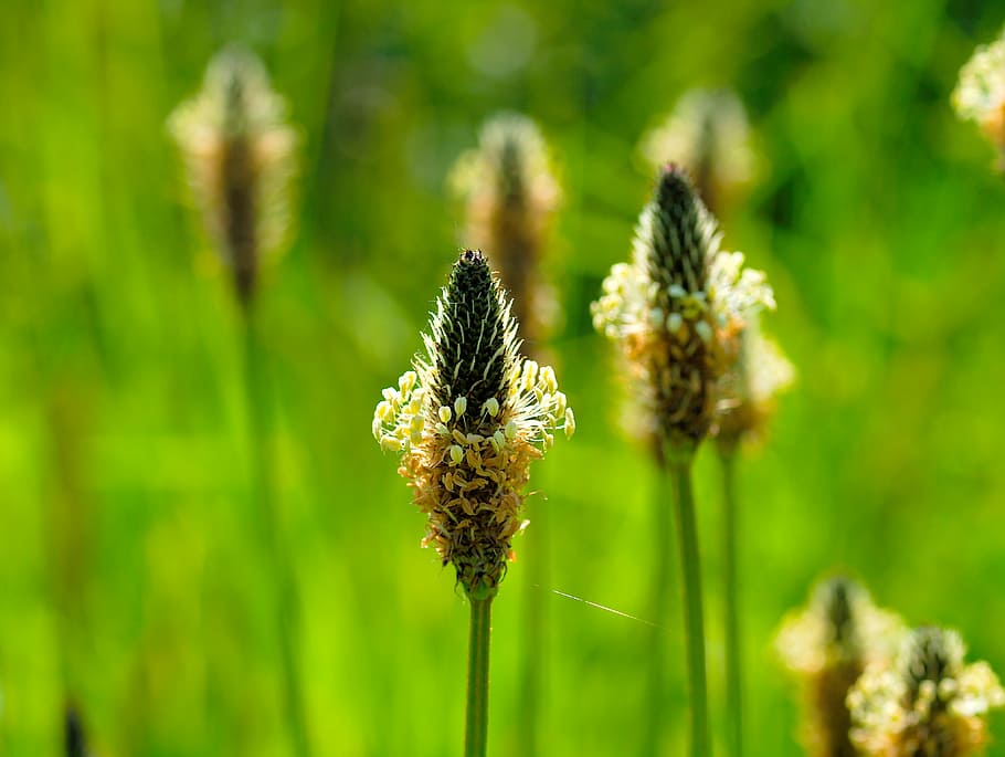 nature, grass, field, summer, plant, meadow, flower, growth HD wallpaper
