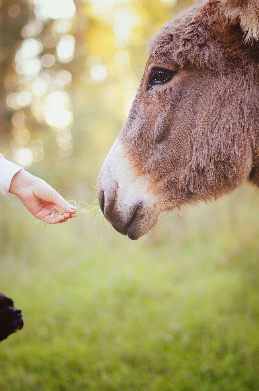 person holding green grass feeding brown animal, person feeding brown animal HD wallpaper