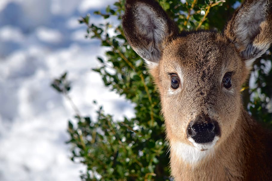shallow focus of brown deer, doe, close-up, portugal, cute, mammal