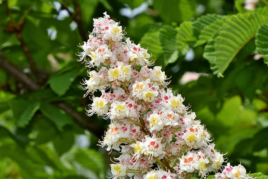 white, orange, and pink flower, chestnut blossom, inflorescence