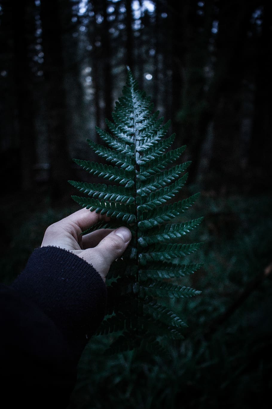Fern Forrest, person holding green leaf, hand, tree, nature, forest HD wallpaper