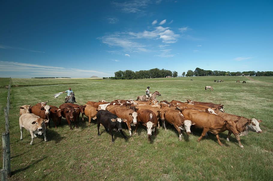 Cattle, Boi, Field, Pasture, Cows, herd, large group of animals HD wallpaper
