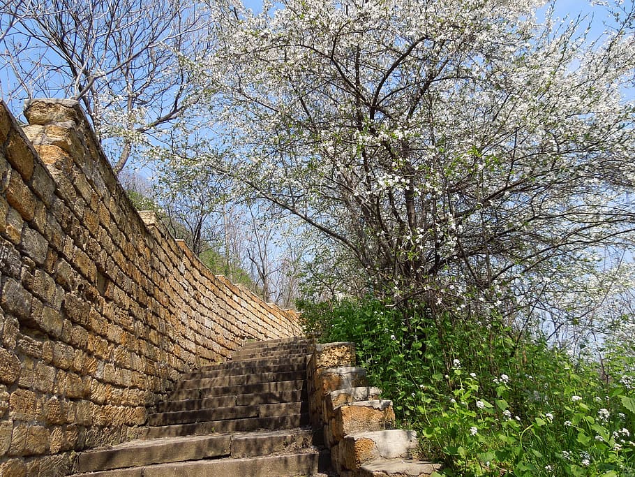Spring, Ladder, Nature, history, tree, built structure, architecture HD wallpaper